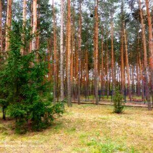 Dom parterowy 90m działka leśna 1220m Klembów Dobczyn Duczki