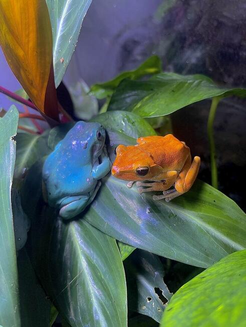 Warsztaty dla dzieci i młodzieży Egzotyczny świat