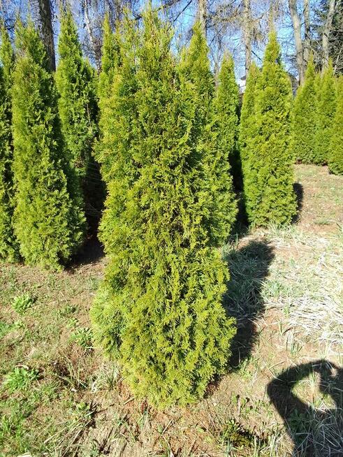Tuja Szmaragd 200-220cm piękna