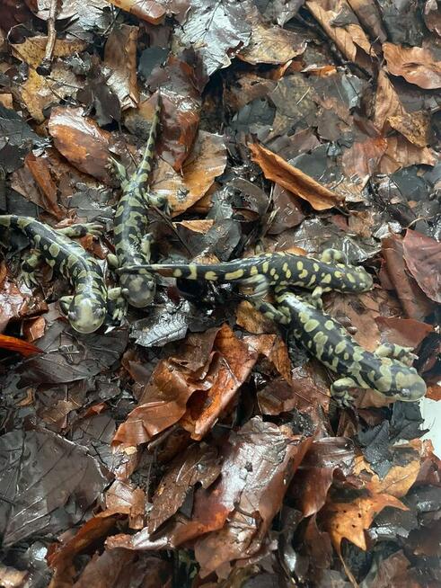 Warsztaty dla dzieci i młodzieży Egzotyczny świat