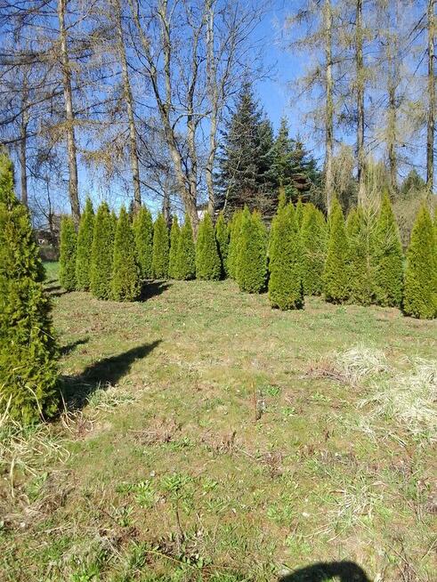 Tuja Szmaragd 200-220cm piękna