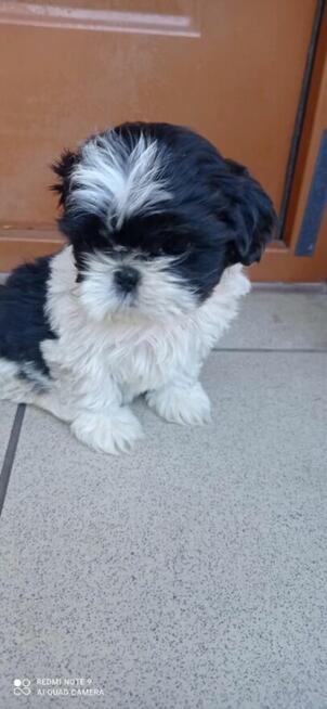 Shih tzu