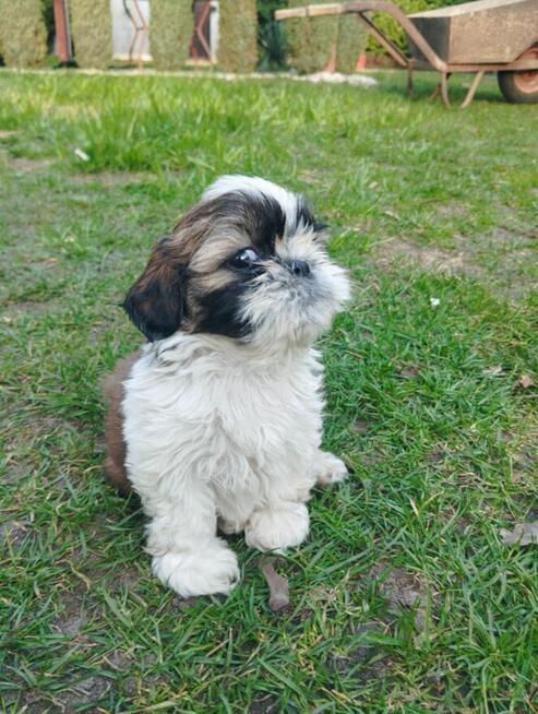 Shih tzu