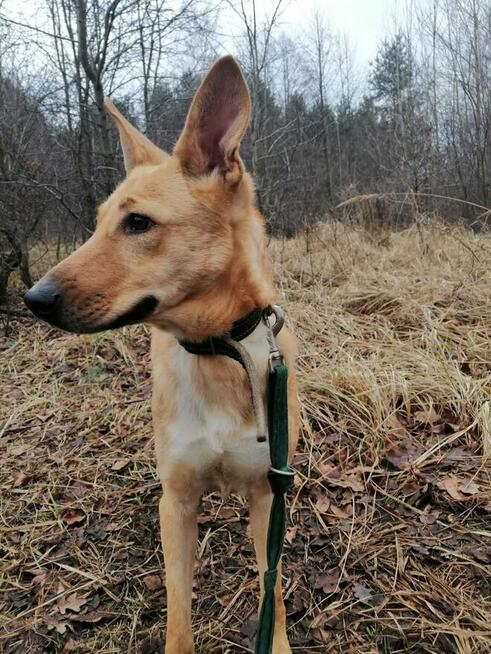 Pogodna przyjazna dziewczynka poleca się do adopcji
