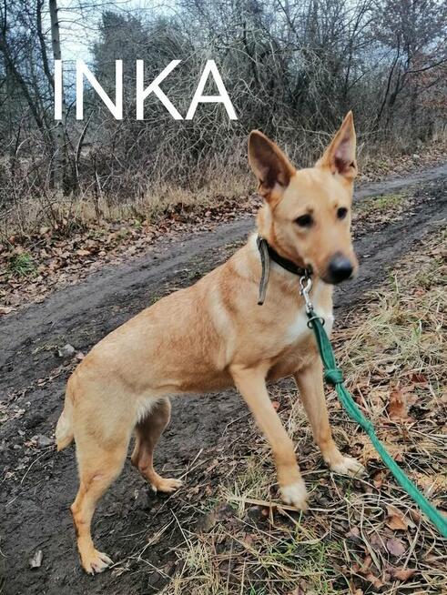 Młoda wesoła sunia kochająca ludzi i ruch czeka na domek