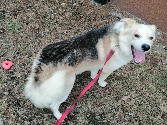 PROMYK łagodny psiak uwielbiajacy przytulasy BŁAGA o ratunek