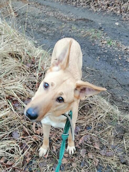 Pogodna przyjazna dziewczynka poleca się do adopcji