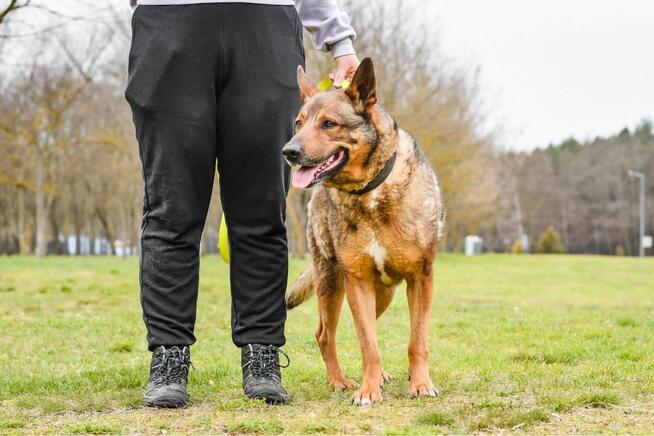Connor-czeka na ciepliwy i świadomy pracy dom-adopcja