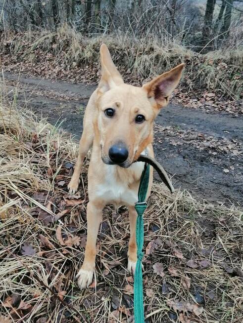 Pogodna przyjazna dziewczynka poleca się do adopcji