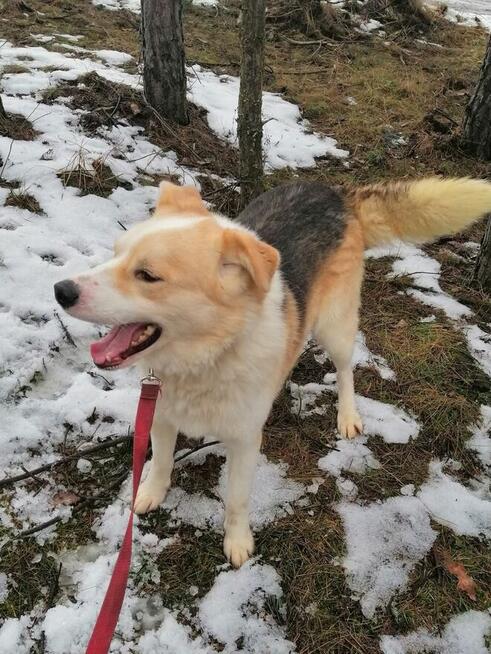 Cudowny psiak kochający ludzi źle znosi pobyt w schronisku