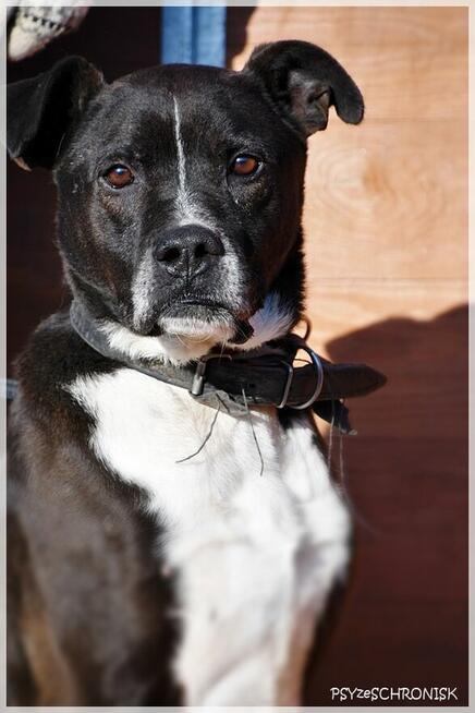 Zorek – oszukać przeznaczenie i jeszcze znaleźć dom