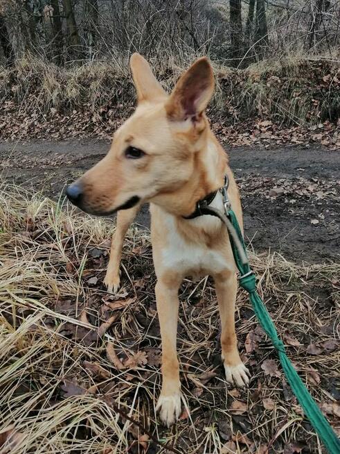 Pogodna przyjazna dziewczynka poleca się do adopcji