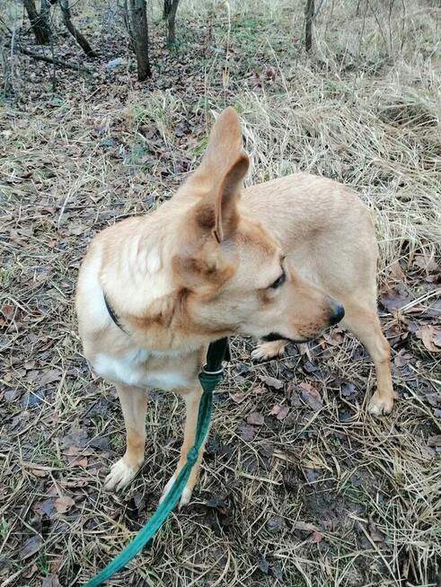 Pogodna przyjazna dziewczynka poleca się do adopcji