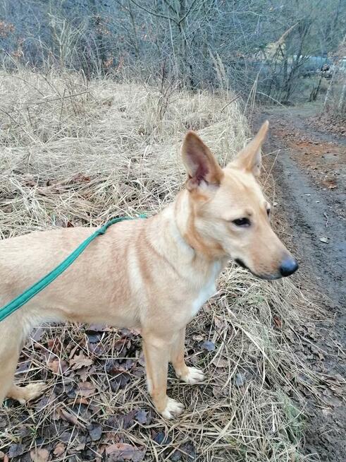 Pogodna przyjazna dziewczynka poleca się do adopcji