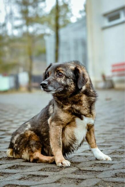 Darwin- cierpliwy dom poszukiwany dla lękowego psa-adopcja