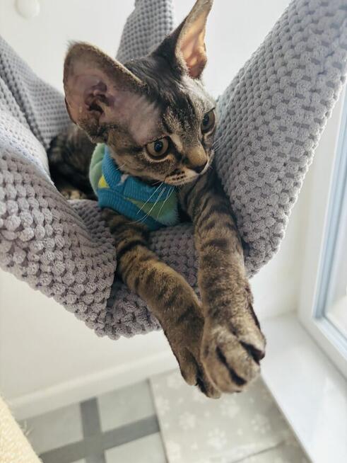 kocurek Devon Rex