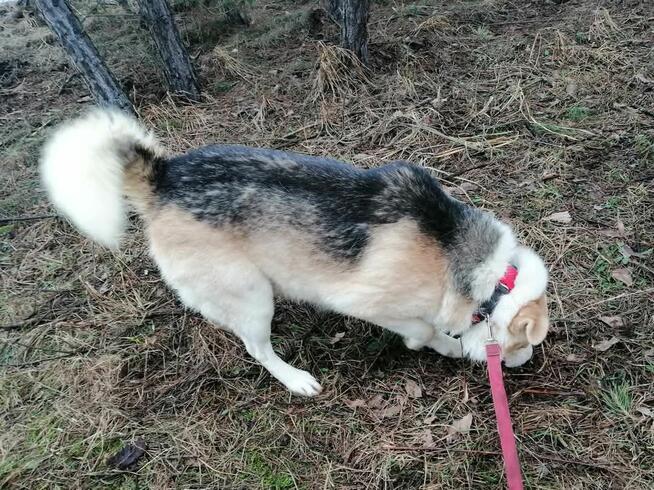 PROMYK łagodny psiak uwielbiajacy przytulasy BŁAGA o ratunek