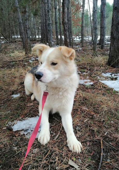 Cudowny psiak kochający ludzi źle znosi pobyt w schronisku