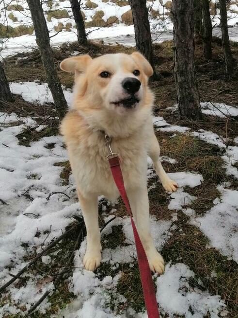 PROMYK łagodny psiak uwielbiajacy przytulasy BŁAGA o ratunek