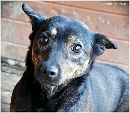 Bójka – przerażona, schowana przed światem potrzebuje pomocy