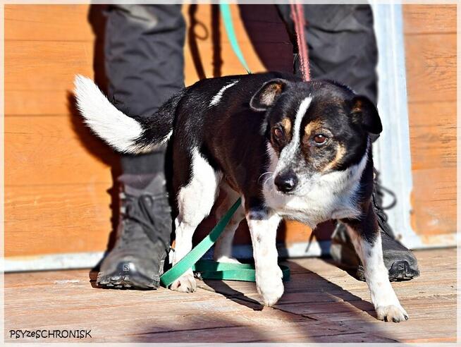 Bari – spokojny kundelek ze schroniska na końcu świata