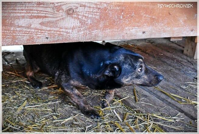 Bójka – przerażona, schowana przed światem potrzebuje pomocy