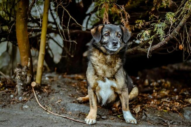 Darwin- cierpliwy dom poszukiwany dla lękowego psa-adopcja