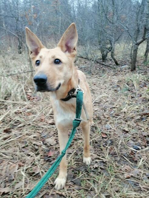 Młoda wesoła sunia kochająca ludzi i ruch czeka na domek