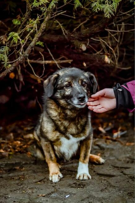 Darwin- cierpliwy dom poszukiwany dla lękowego psa-adopcja