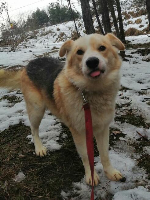 Cudowny psiak kochający ludzi źle znosi pobyt w schronisku