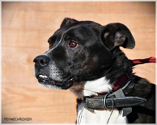 Zorek – oszukać przeznaczenie i jeszcze znaleźć dom