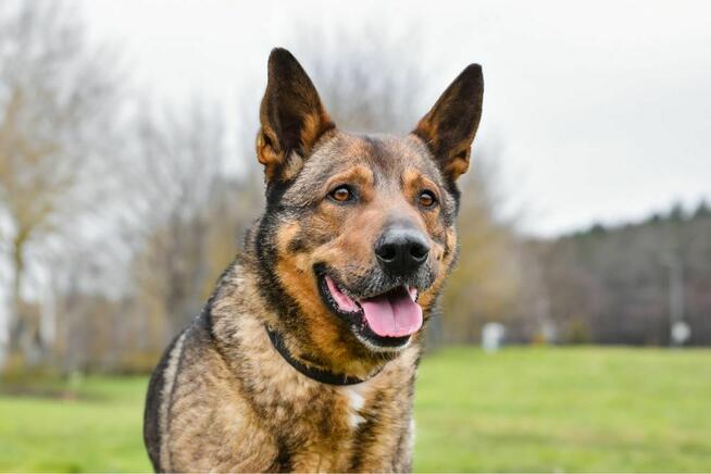 Connor-czeka na ciepliwy i świadomy pracy dom-adopcja