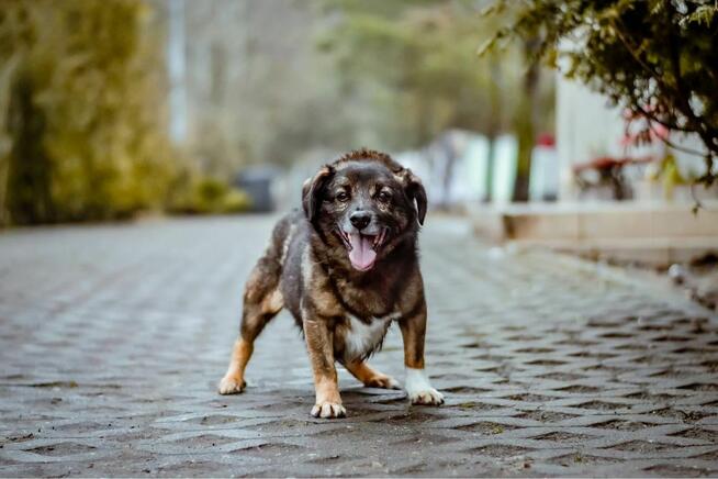 Darwin- cierpliwy dom poszukiwany dla lękowego psa-adopcja