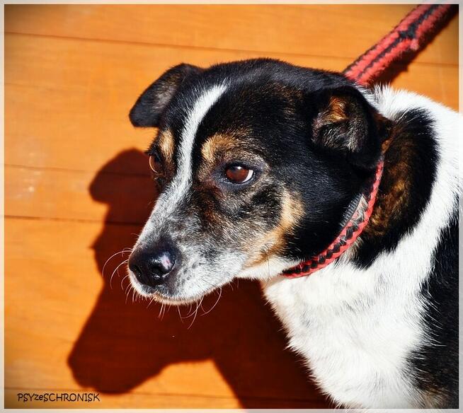 Bari – spokojny kundelek ze schroniska na końcu świata