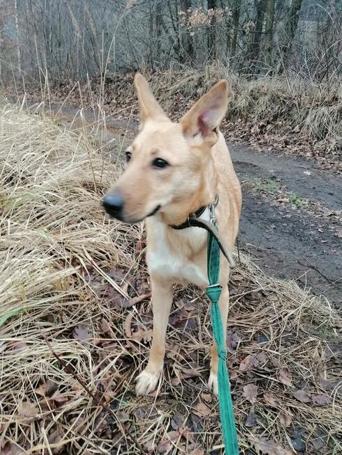 Młoda wesoła energiczna sunia szuka PILNIE kochającego domku