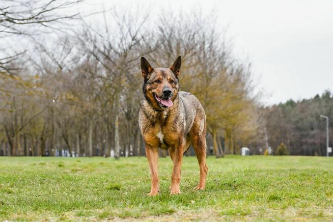 Connor-czeka na ciepliwy i świadomy pracy dom-adopcja