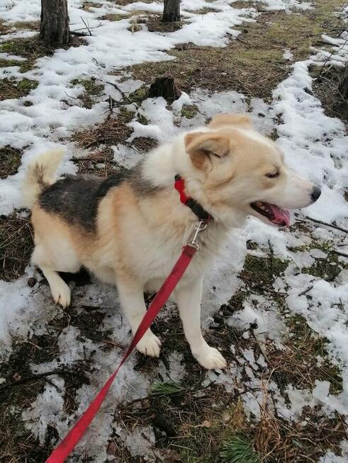 Wesoły pozytywny psiak marzy o kochającym domu