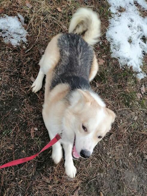 Proludzki wesoły Aniołek uwielbiajacy spacery czeka na dom