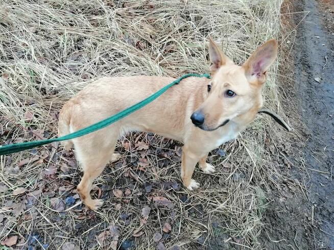 Pogodna przyjazna dziewczynka poleca się do adopcji