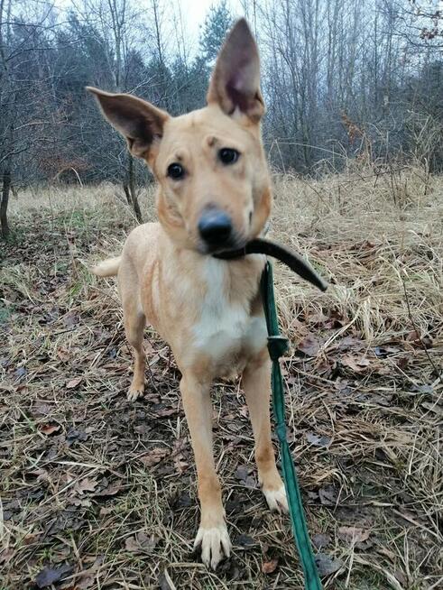 Młoda wesoła sunia kochająca ludzi i ruch czeka na domek