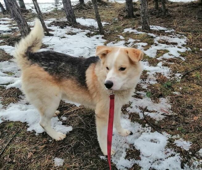 PROMYK łagodny psiak uwielbiajacy przytulasy BŁAGA o ratunek
