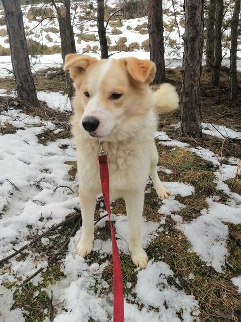 Pogodny przyjacielski piesio kocha ludzi i świat daj mu dom