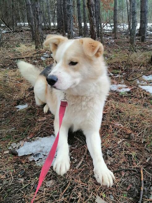 Pogodny przyjacielski piesio kocha ludzi i świat daj mu dom