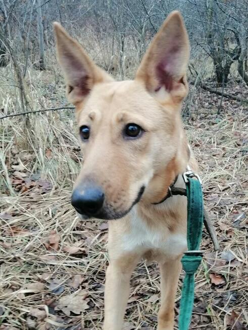 Pogodna przyjazna dziewczynka poleca się do adopcji