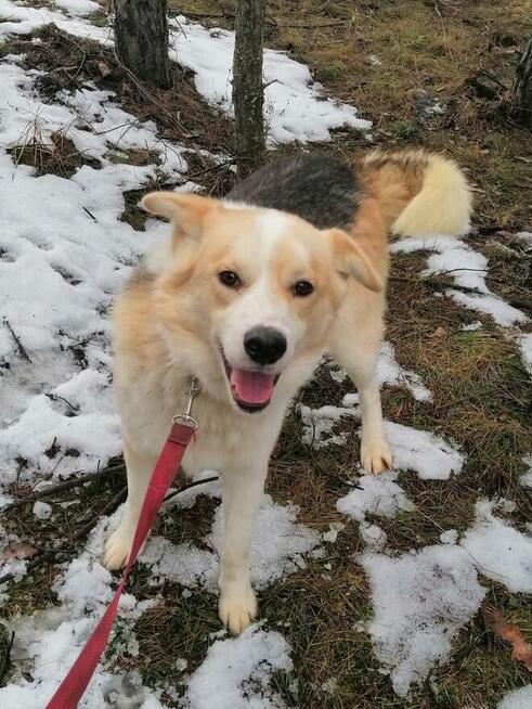 Pogodny przyjacielski piesio kocha ludzi i świat daj mu dom