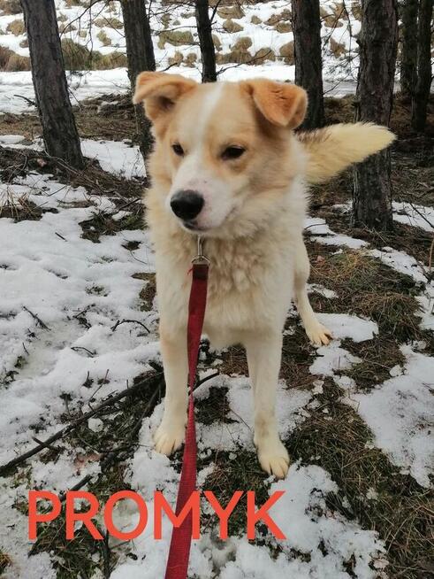 Cudowny wesoły Miś kochający ludzi BŁAGA o ratunek