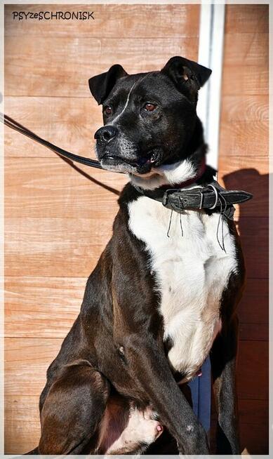 Zorek – oszukać przeznaczenie i jeszcze znaleźć dom