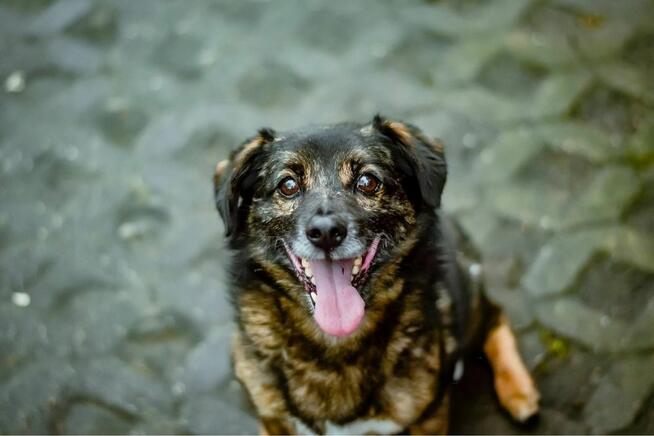 Darwin- cierpliwy dom poszukiwany dla lękowego psa-adopcja