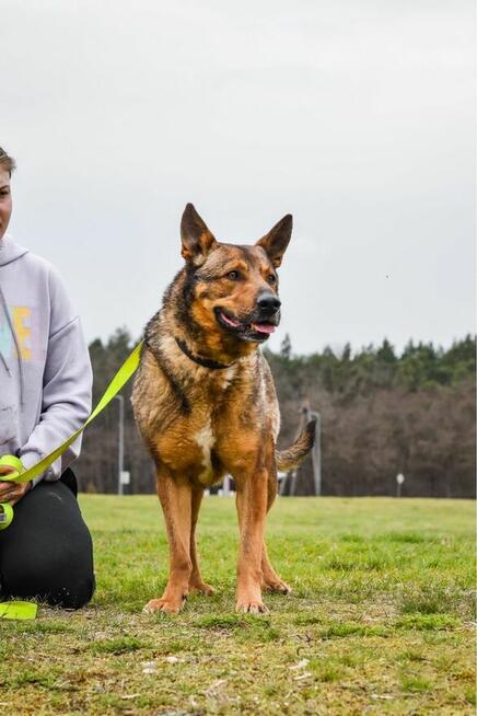 Connor-czeka na ciepliwy i świadomy pracy dom-adopcja