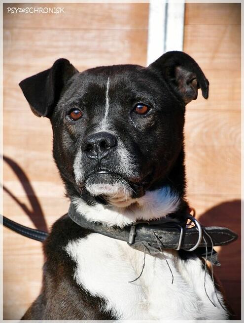 Zorek – oszukać przeznaczenie i jeszcze znaleźć dom